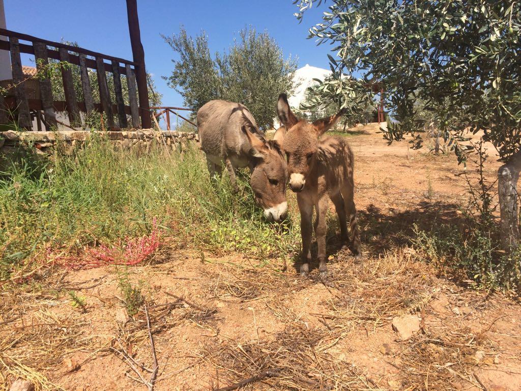 奧爾比亞Agriturismo Mieleamaro别墅 外观 照片