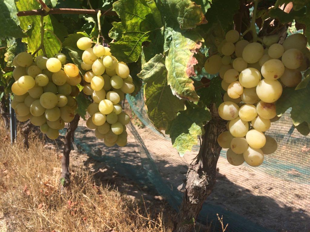 奧爾比亞Agriturismo Mieleamaro别墅 外观 照片