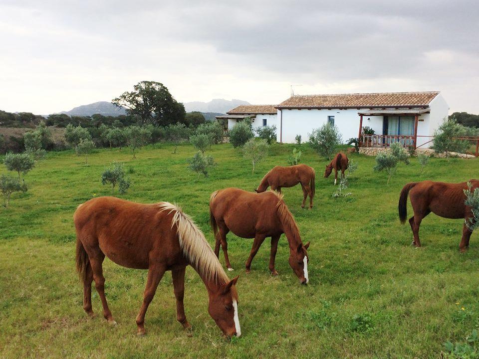 奧爾比亞Agriturismo Mieleamaro别墅 外观 照片